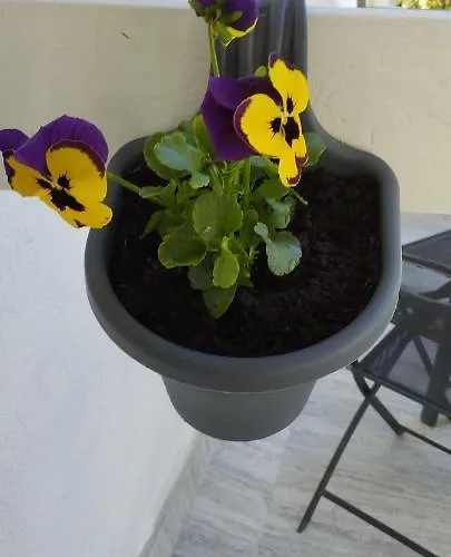 Matija * オパティヤ